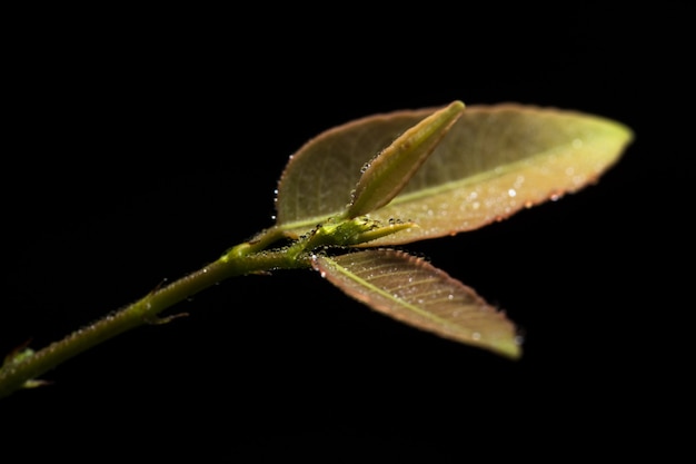 Plante macro de fond