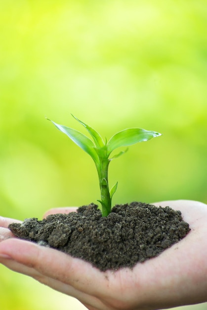 Plante à la main sur fond vert