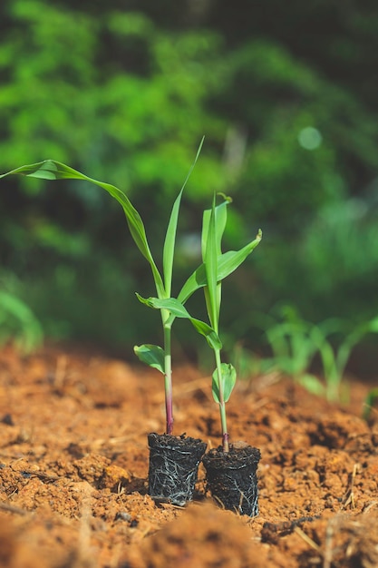 Plante de maïs à germes verts poussant dans la nature à la lumière du matin