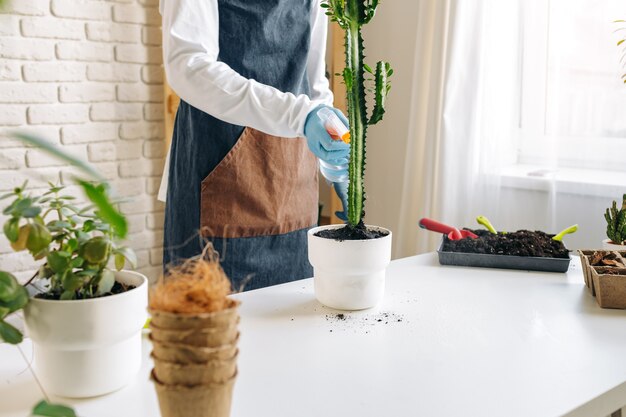 Plante maison de transplantation femelle méconnaissable se bouchent.