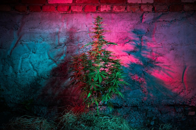 Plante de marijuana dans une photo d'éclairage créatif en pot