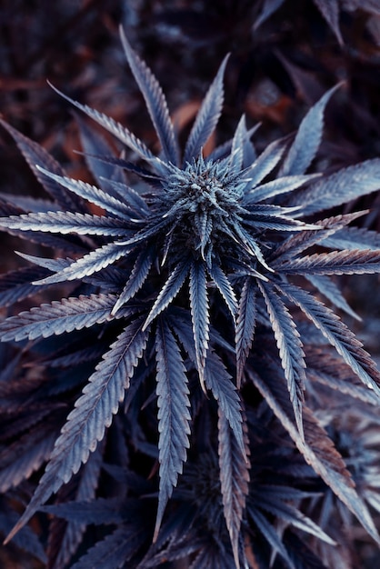 La plante de marijuana est une souche médicale pakistanaise de Kush.