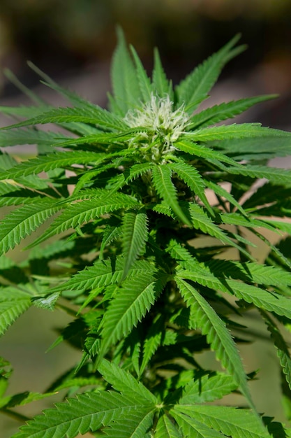 Plante de marijuana poussant dans un jardin