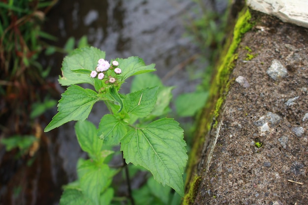 Plante de mauvaise herbe Billygoat, Ageratum conyzoides