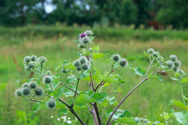 Plante médicinale bardane fleurs et feuilles de bardane fleurissant dans le champ d'été plante d'été bourgeons verts et fleurs violettes de bardane