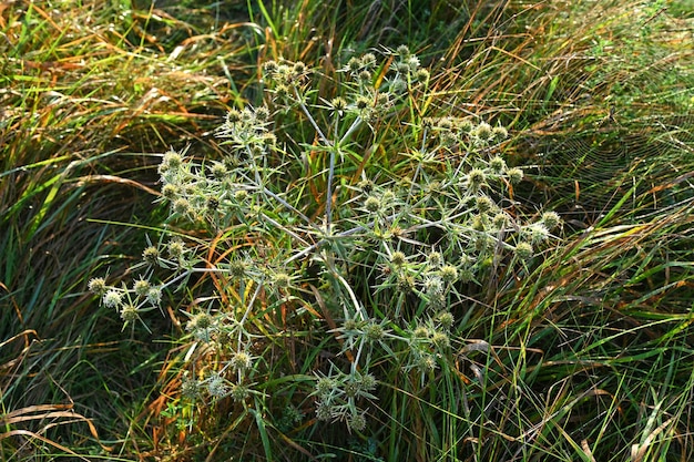 Plante médicinale Eryngium campestre qui pousse à l'état sauvage