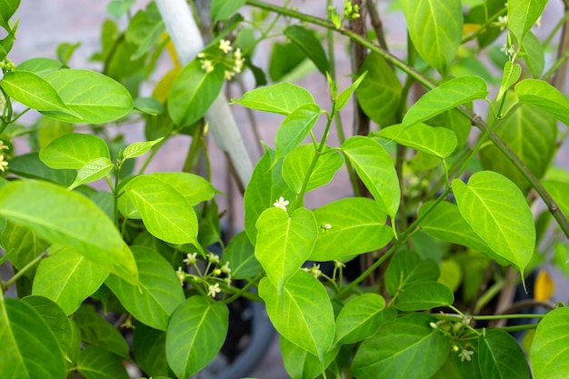 Plante médicinale Gurmar Feuilles fraîches d'herbe