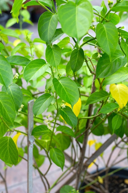 Plante médicinale Gurmar Feuilles fraîches d'herbe