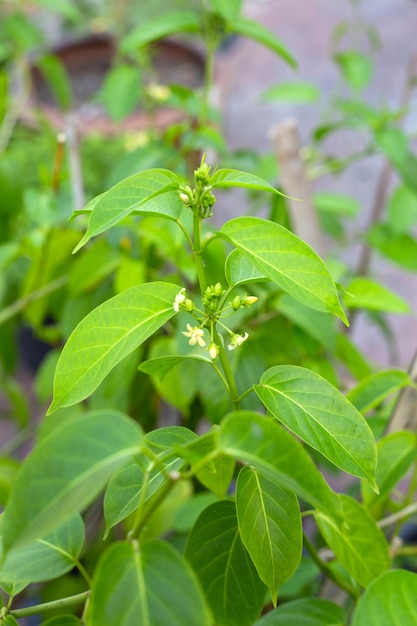 Plante médicinale Gurmar Feuilles fraîches d'herbe