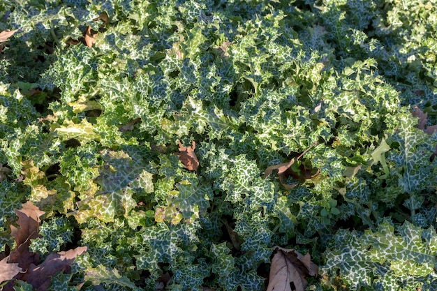 La plante médicinale tachetée Silybum marianum pousse en gros plan