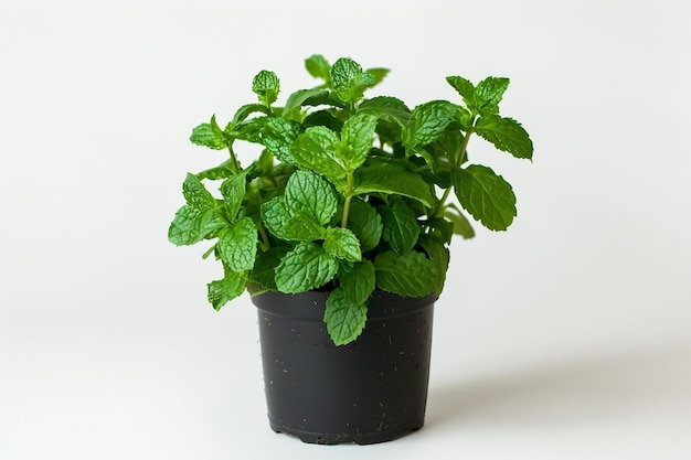 Plante de menthe sur fond blanc