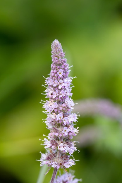 Plante de menthe moelleuse avec de petites fleurs lilas lors d'une macro-photographie d'une journée d'été ensoleillée