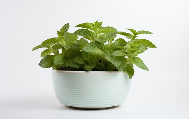 Une plante de menthe poivrée sur un fond blanc propre