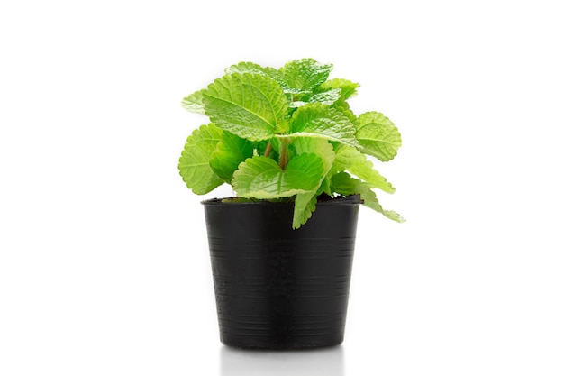 Plante de menthe poivrée en pot noir isolat