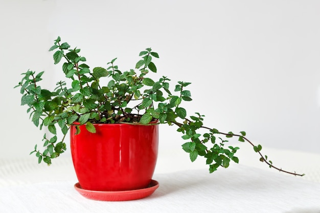 Photo plante de menthe verte fraîche poussant dans un pot rouge sur blanc