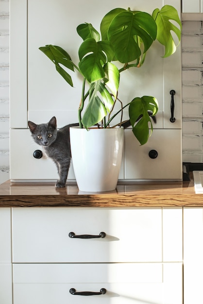 Plante Monstera dans un pot blanc sur une cuisine blanche et petit chat domestique gris Plante domestique et animaux domestiques