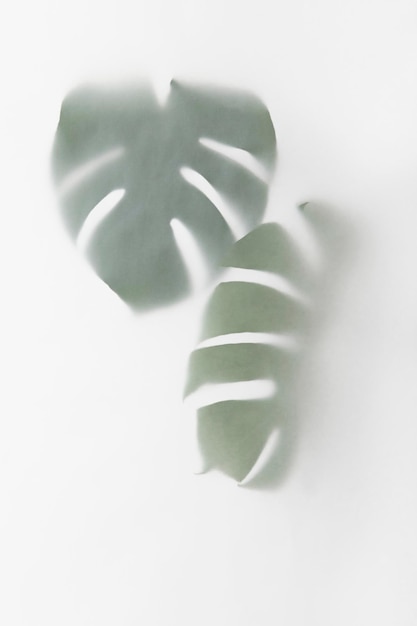 La plante Monstera delicosa laisse l'ombre