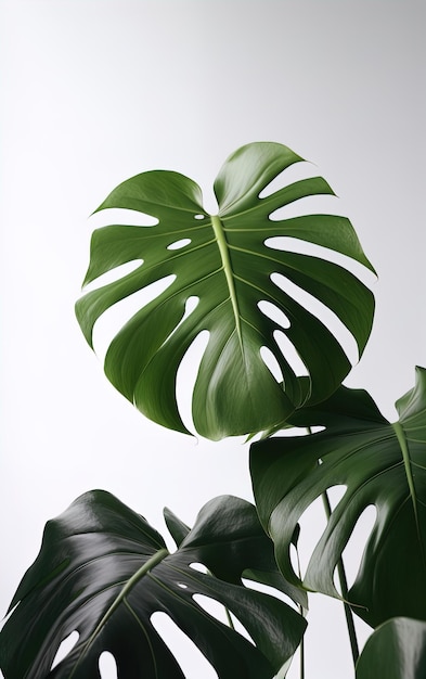 Plante Monstera sur fond blanc