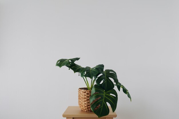 Plante Monstera minimale sur chaise en bois isolée sur fond blanc