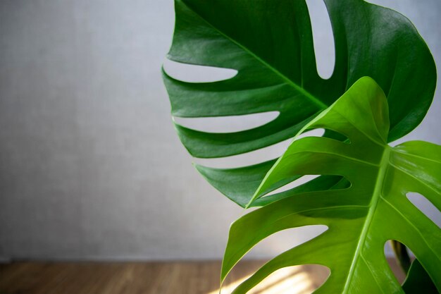 Plante Monstera