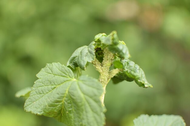 Photo une plante avec le mot germe dessus