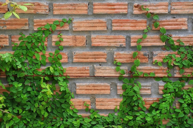 La plante sur le mur de briques rouges. Flou artistique Concept de fond