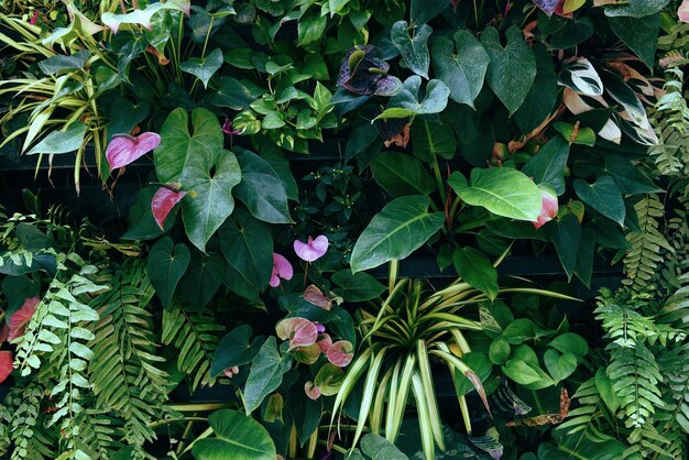 Photo plante mur avec des couleurs vertes luxuriantes variété plante jardin forestier sur les murs orchidées diverses feuilles de fougère jungle palmier et fleur décorent dans le jardin forêt tropicale arrière-plan