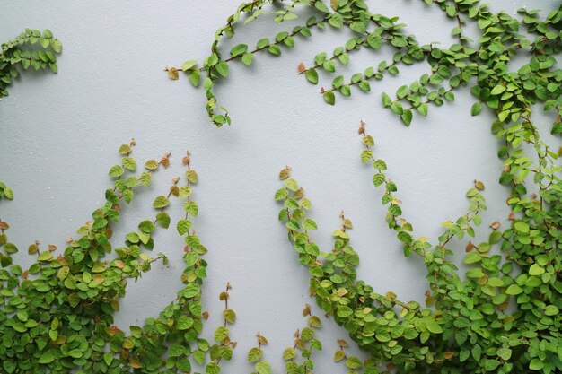 La plante sur le mur gris. Mise au point douce. Concept de fond et de la nature.