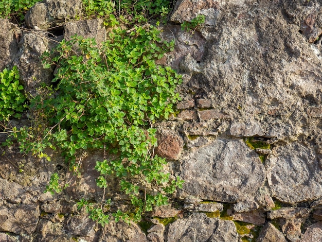 Une plante sur un mur de pierre Des plantes poussent sur un vieux mur de pierre Ancienne maçonnerie Vestiges de l'architecture ancienne