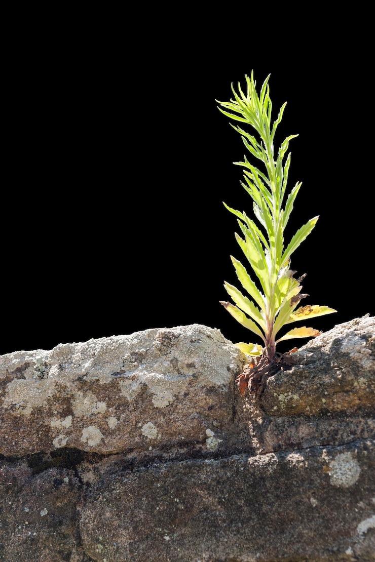 Photo une plante sur un mur
