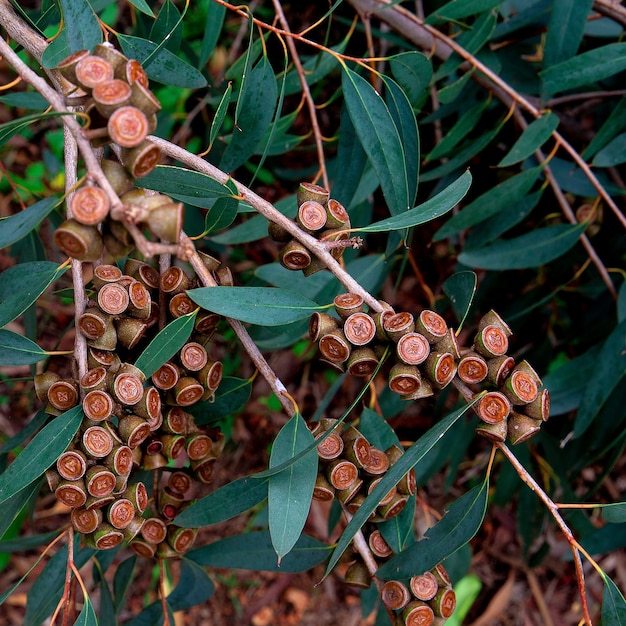 Plante. La nature. Arbre. Concept d'amoureux de la nature