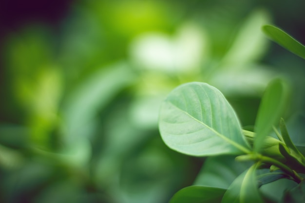 Plante nature feuille verte