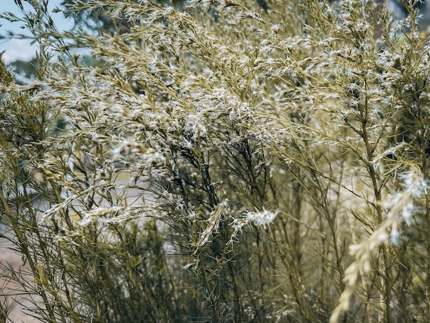 plante naturelle avec focus sur les feuilles