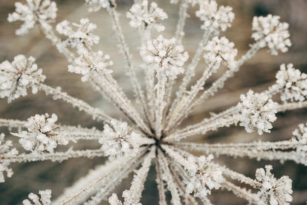 Plante ombellifère recouverte de cristaux glacés