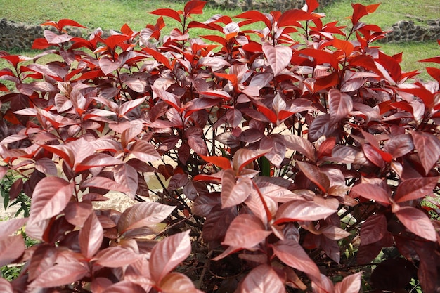 Photo la plante ornementale dawolong à feuilles rouges ou akalipa a des feuilles de couleurs très vives