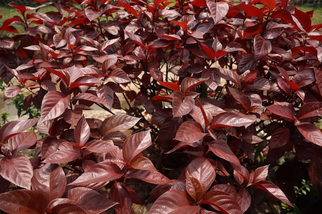 Photo la plante ornementale dawolong à feuilles rouges ou akalipa a des feuilles de couleurs très vives