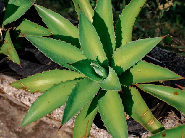 Photo une plante ornementale épineuse qui ressemble à l'aloe vera