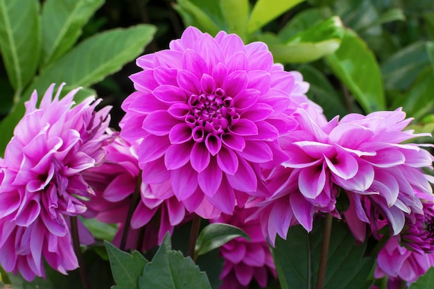 Plante ornementale fleur lilas sphérique Dahlia pinnata