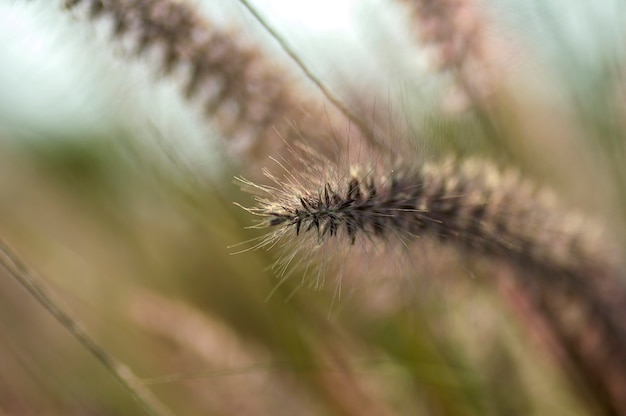 Plante ornementale d'herbe de fontaine dans le jardin