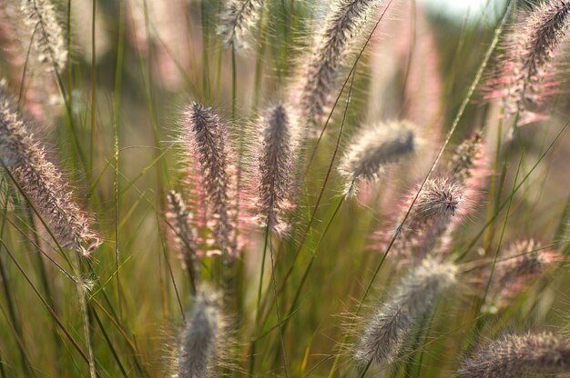 Plante ornementale d'herbe de fontaine dans le jardin