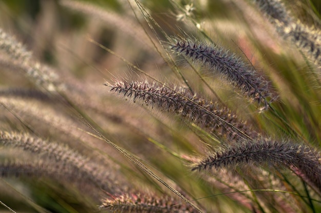 Plante ornementale d'herbe de fontaine dans le jardin