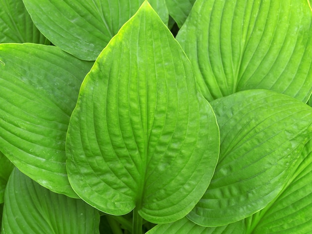 Plante ornementale pour le jardin hôte Un lys blanc fleuri sur un buisson Belle fleur blanche gros plan