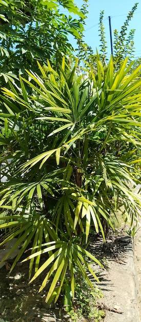 Photo la plante de palmier à feuilles larges prise en gros plan