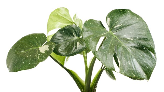 Plante panachée de Monstera, feuilles de Monstera Thai Constellation, isolées sur fond blanc