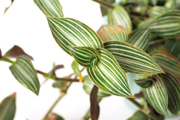 Plante panachée verte Callisia gentili var elegans sur fond blanc concept de plante d'accueil