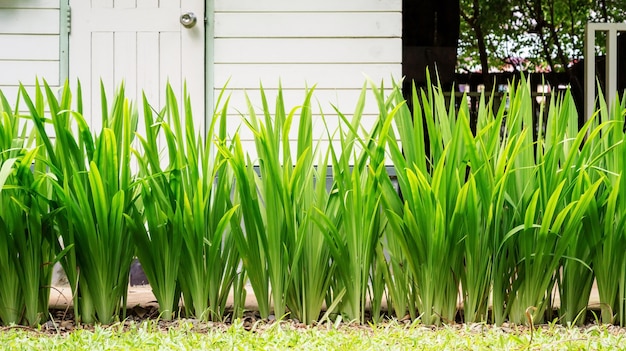 Plante de Pandanus dans un potager