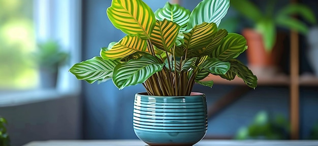 plante de paon calathea dans un pot