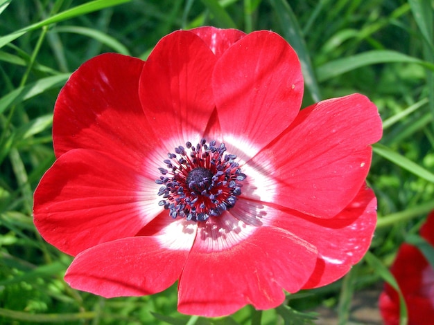 Plante de papaver (Papaveraceae) fleur rouge