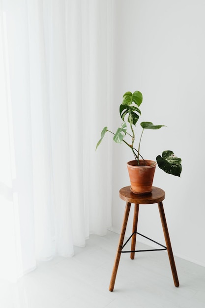 une plante sur un petit tabouret se trouve à côté d’une fenêtre.