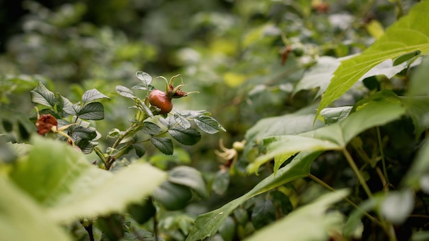 Une plante avec une petite baie rouge dessus